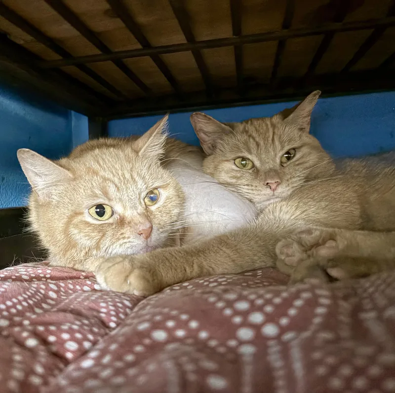 Cleo and Clementine thumbnail 2