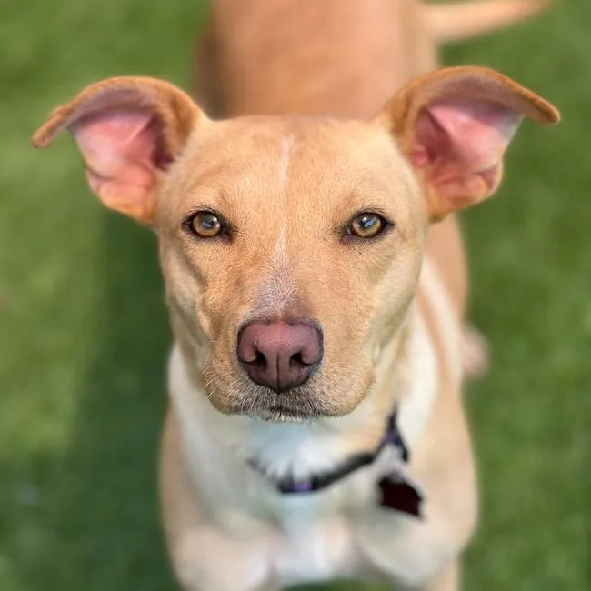 A young large-sized female Labrador Retriever dog named Arbor for adoption in San Diego, CA