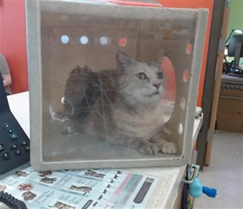 An adult medium-sized female Domestic Short Hair cat named A for adoption in Louisville, KY