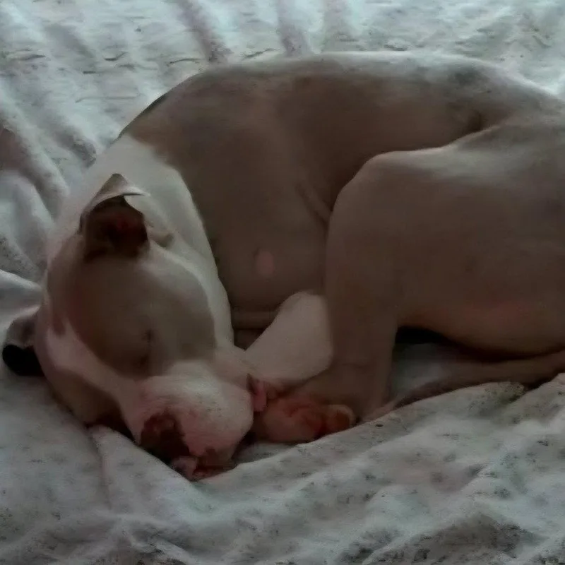 A young large-sized male American Staffordshire Terrier dog named Eggnog for adoption in Baltimore, MD