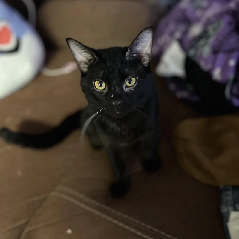 Queso Aka Colt thumbnail 2