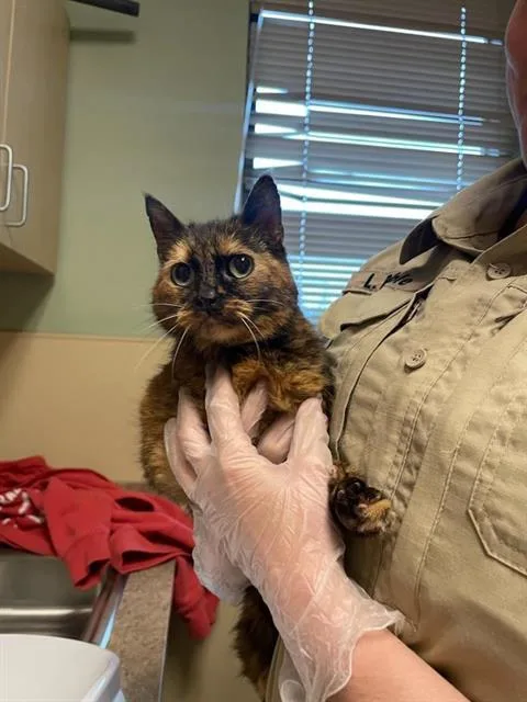 An adult medium-sized female Domestic Short Hair cat named Chickadee for adoption in Clyde, NC