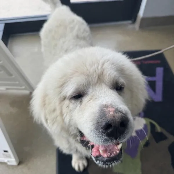 Fonzie