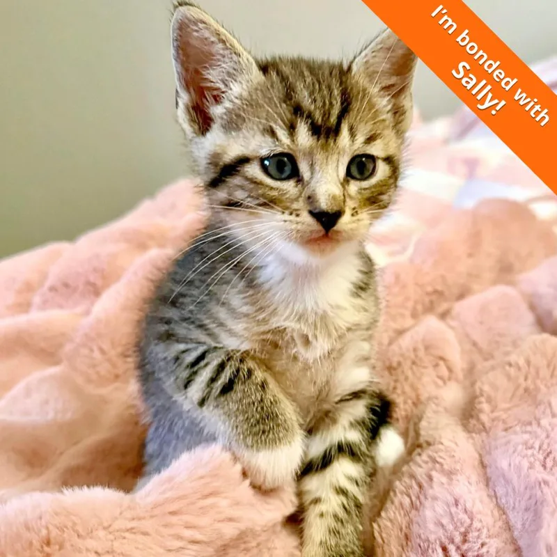 A baby small-sized male Brown / Chocolate Domestic Short Hair cat named Schroeder for adoption in Pleasant Hill, CA