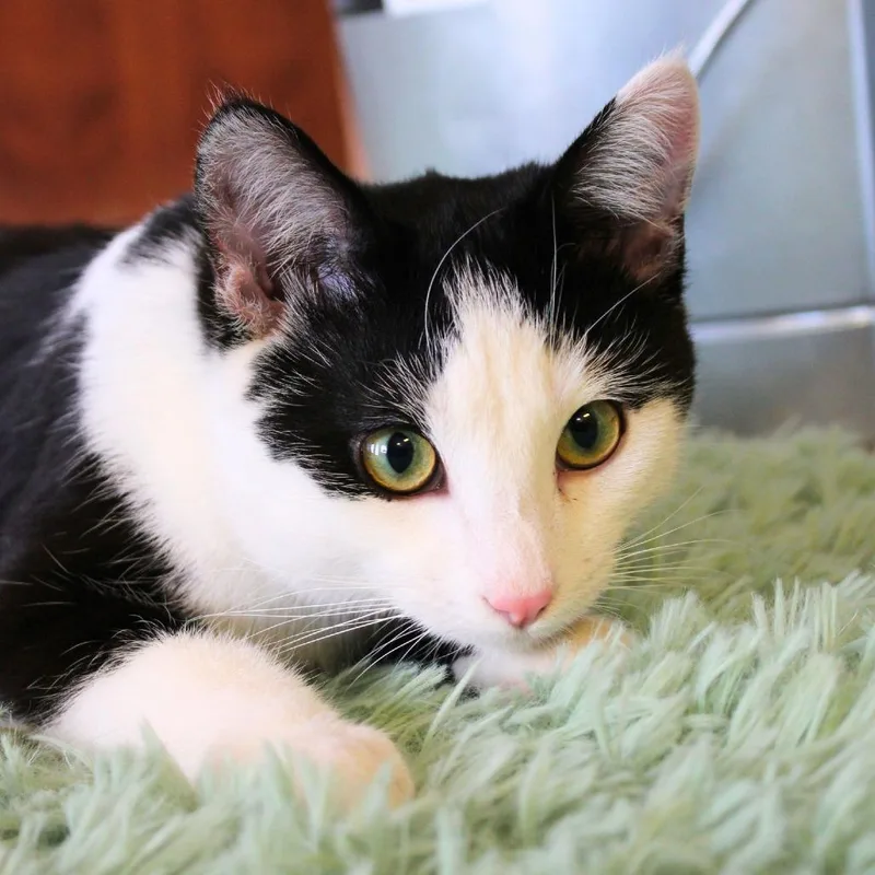 An adult small-sized male Black Domestic Short Hair cat named Ron for adoption in Laramie, WY