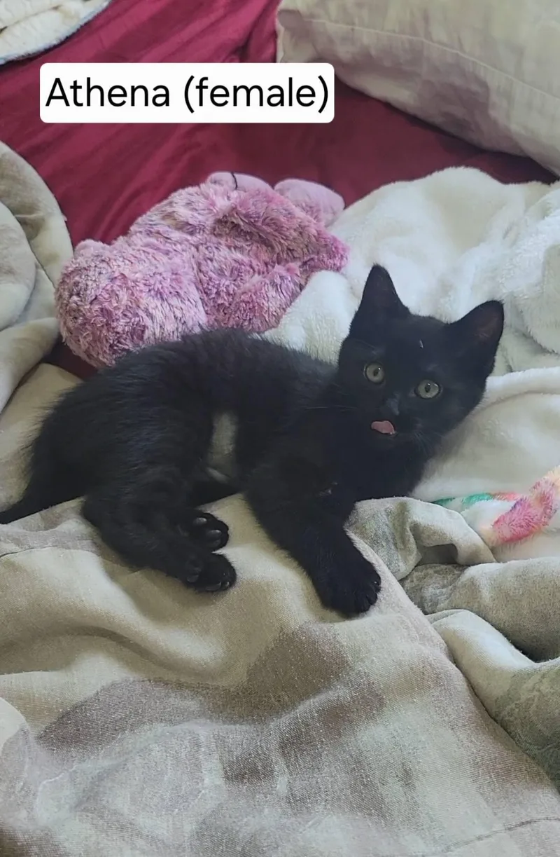 A baby medium-sized female Black Domestic Short Hair cat named Athena for adoption in Omaha, NE