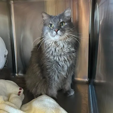 An adult extra large-sized male Gray / Blue / Silver Domestic Long Hair cat named Jordan for adoption in Knoxville, TN