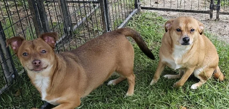 An adult small-sized female Brown / Chocolate Jack Russell Terrier dog named Alice Rose for adoption in Clinton, ME