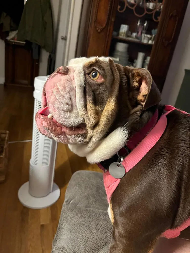 A young medium-sized female English Bulldog dog named Tater for adoption in Crocker, MO