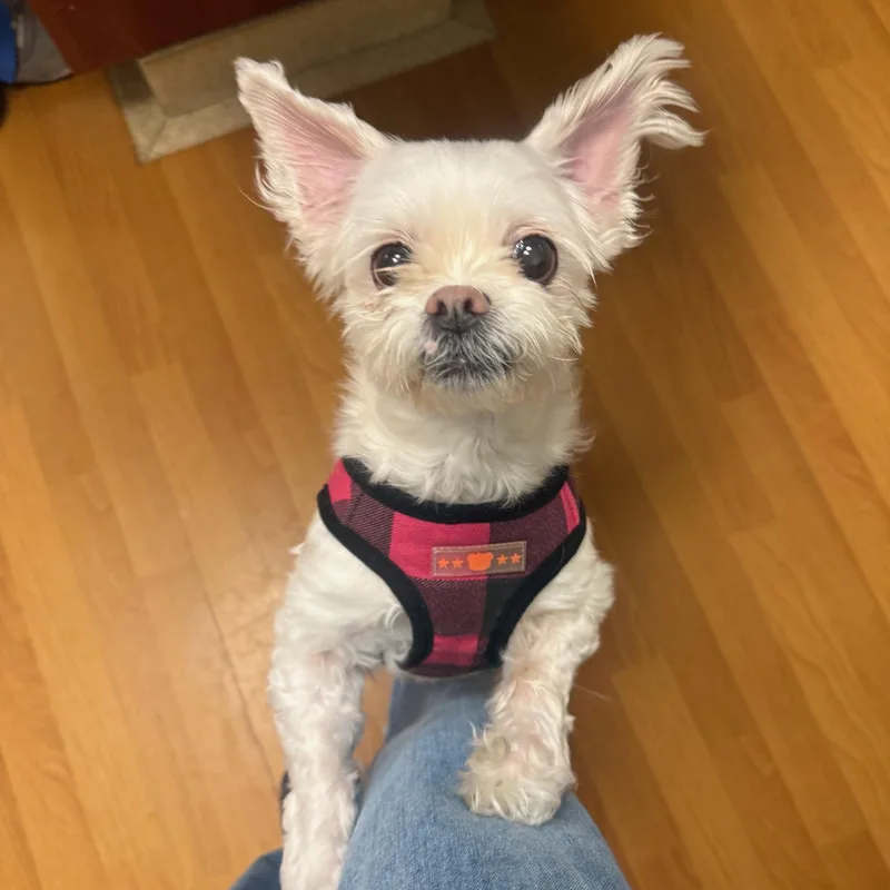 Zoey