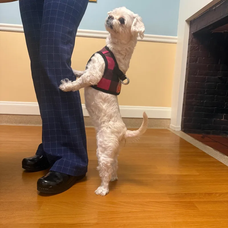 Zoey thumbnail 6