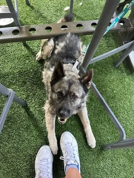 An adult medium-sized male Keeshond dog named Truce for adoption in Oceanside, CA