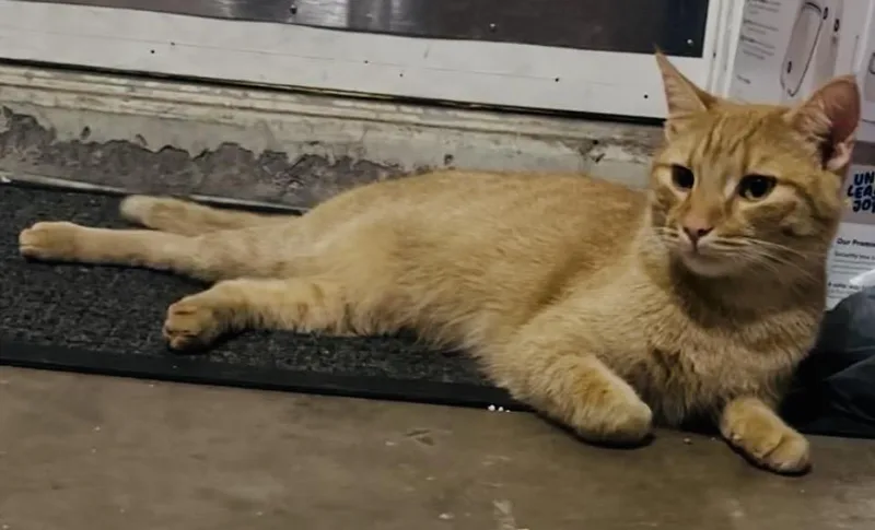 An adult medium-sized male Orange / Red Domestic Short Hair cat named Sunny Angel for adoption in Chandler, AZ