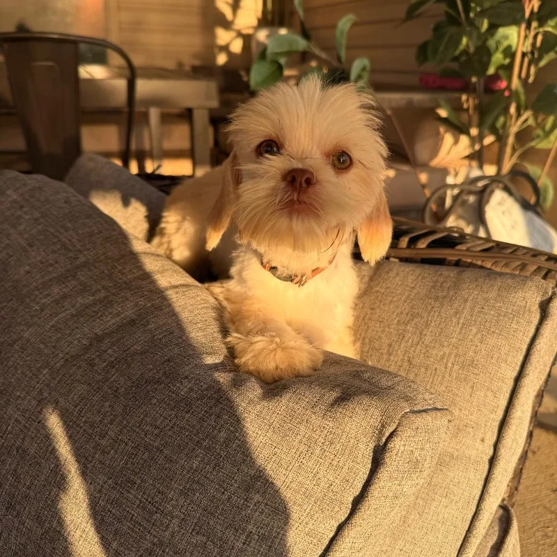 A baby small-sized male Shih Tzu dog named Grumpy for adoption in Baton Rouge, LA