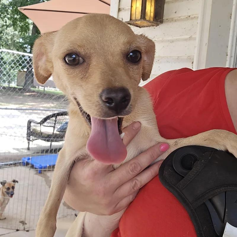 A baby small-sized female Yellow / Tan / Blond / Fawn Chihuahua dog named Salsa for adoption in Athens, AL