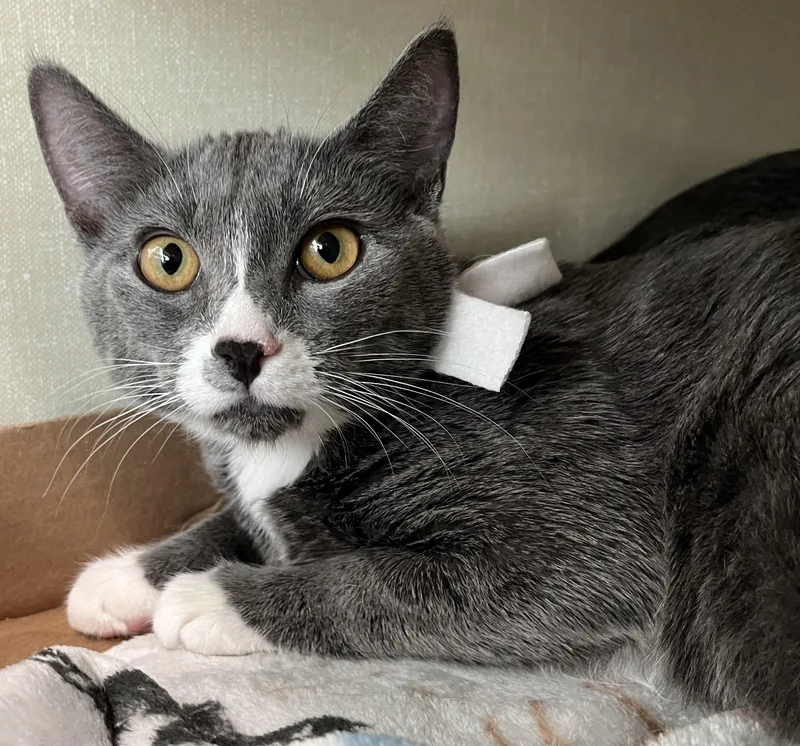 A young medium-sized female Tuxedo cat named Prada for adoption in Lyle, WA