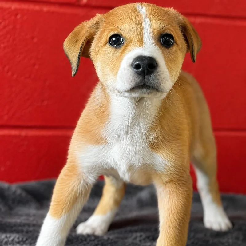 A baby medium-sized female Mixed Breed dog named Elektra for adoption in Hughesville, MD