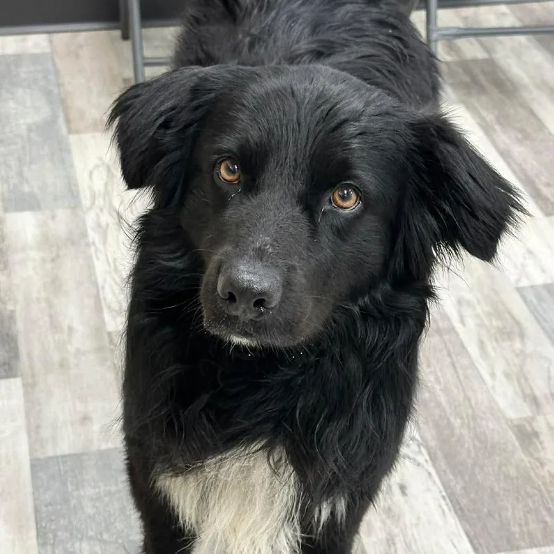 An adult medium-sized male Black Australian Shepherd dog named Onyx for adoption in Lufkin, TX