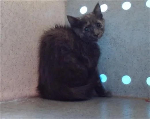 A baby small-sized female Domestic Short Hair cat named Francine for adoption in Gardena, CA