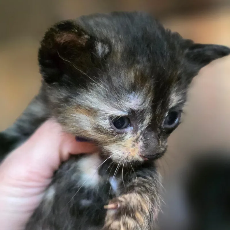 A baby small-sized female Tortoiseshell Domestic Short Hair cat named Duchess for adoption in Buellton, CA