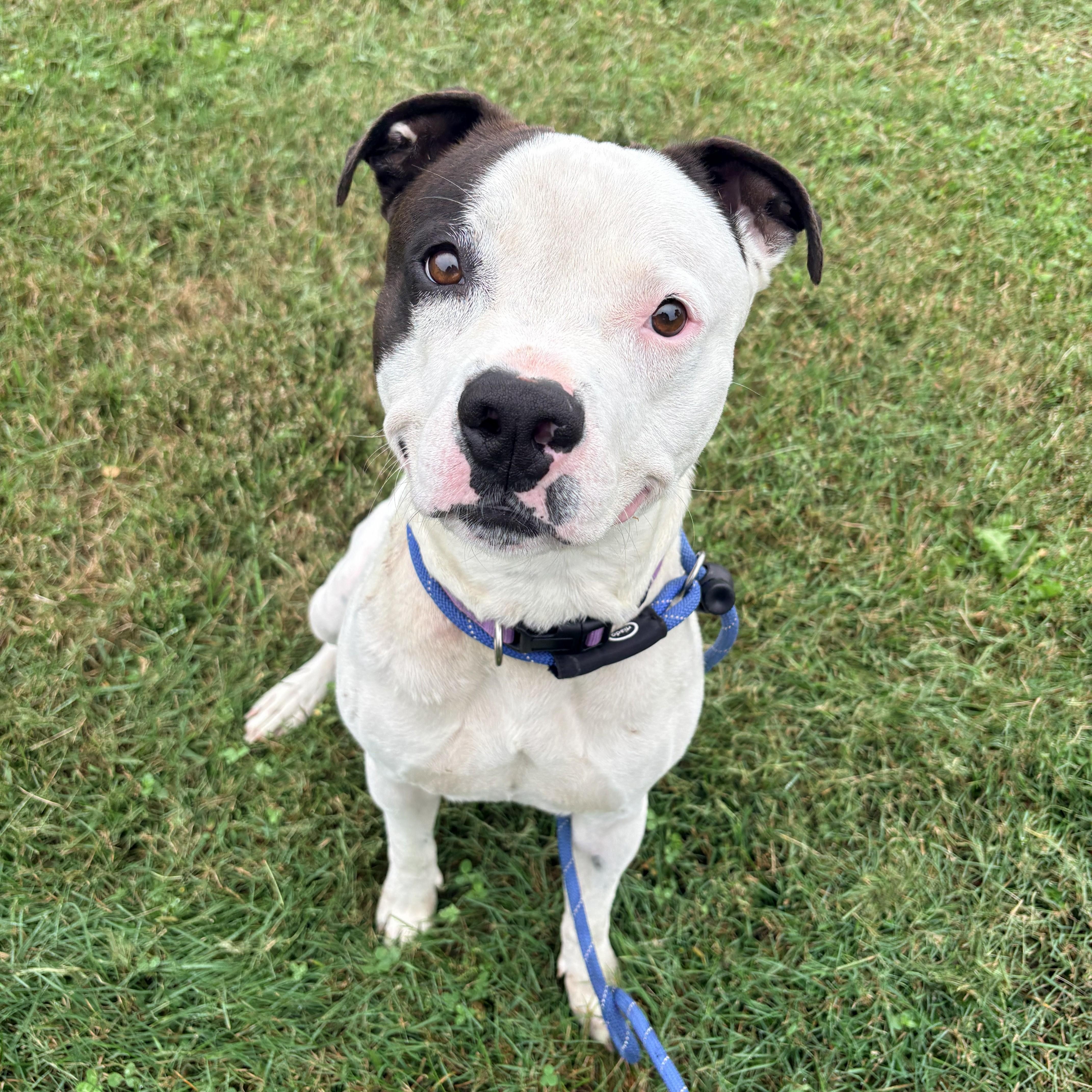 A young large-sized male Pit Bull Terrier dog named Pedro for adoption in Allegan, MI