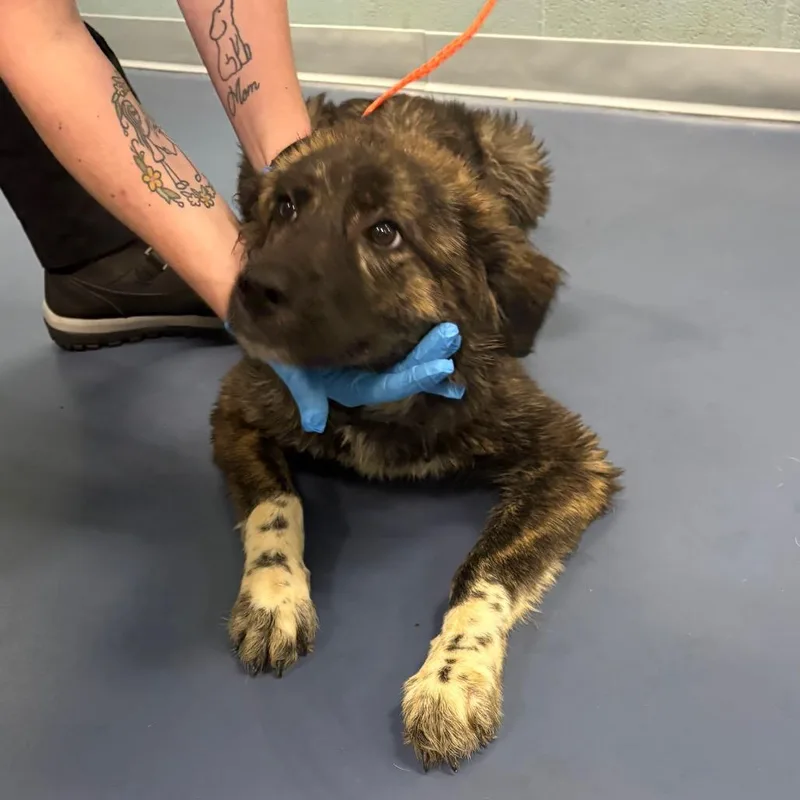 An adult medium-sized female Brindle Shepherd dog named Cynammon for adoption in Greensboro, NC
