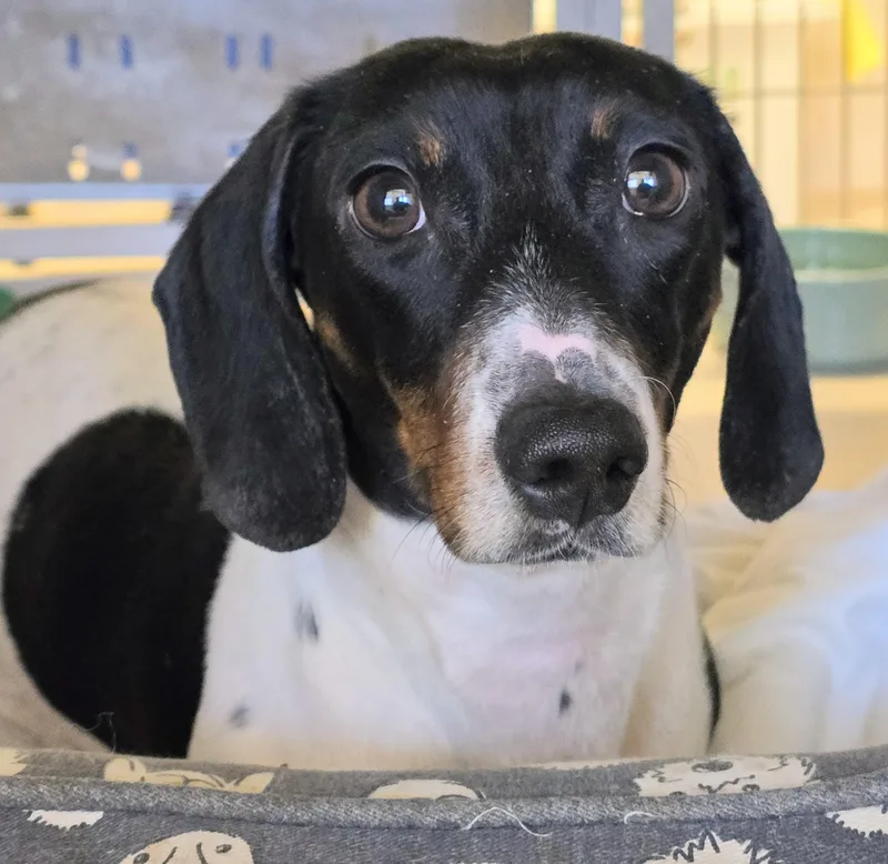 An adult small-sized male Tricolor (Brown, Black, & White) Dachshund dog named Beaumont for adoption in Amityville, NY