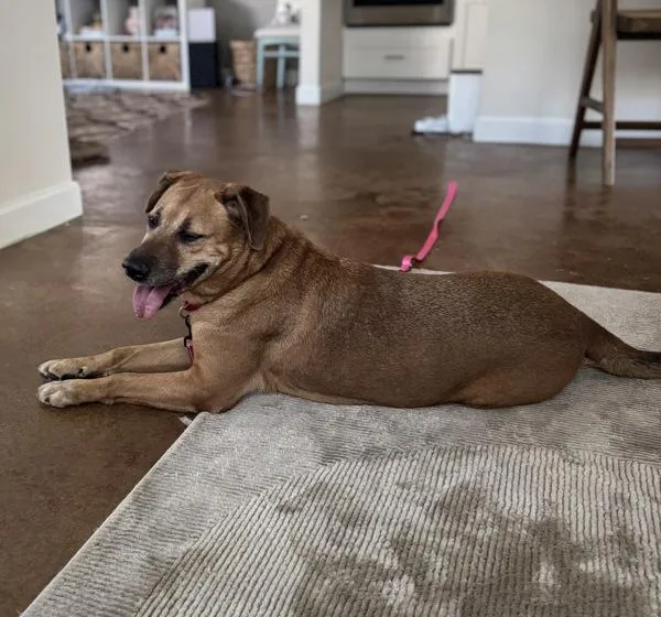 Patty Melt thumbnail 2