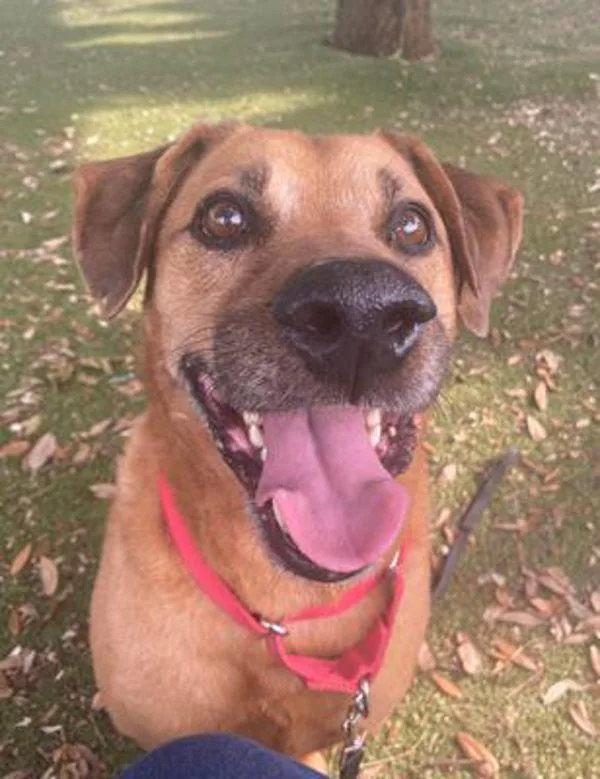 Patty Melt thumbnail 3