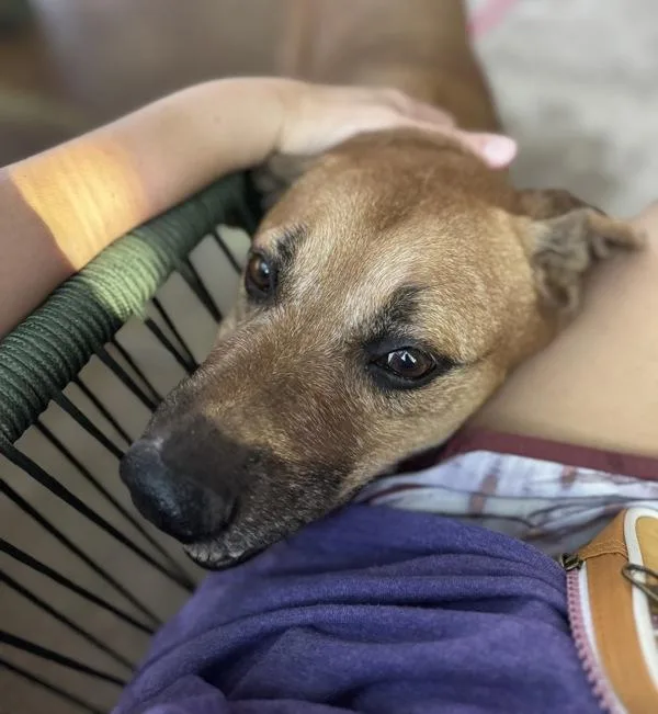 Patty Melt thumbnail 4