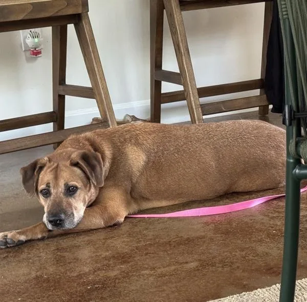 Patty Melt thumbnail 5