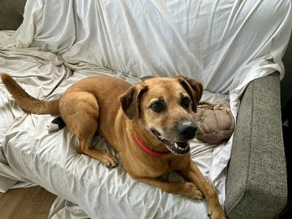 Patty Melt thumbnail 6