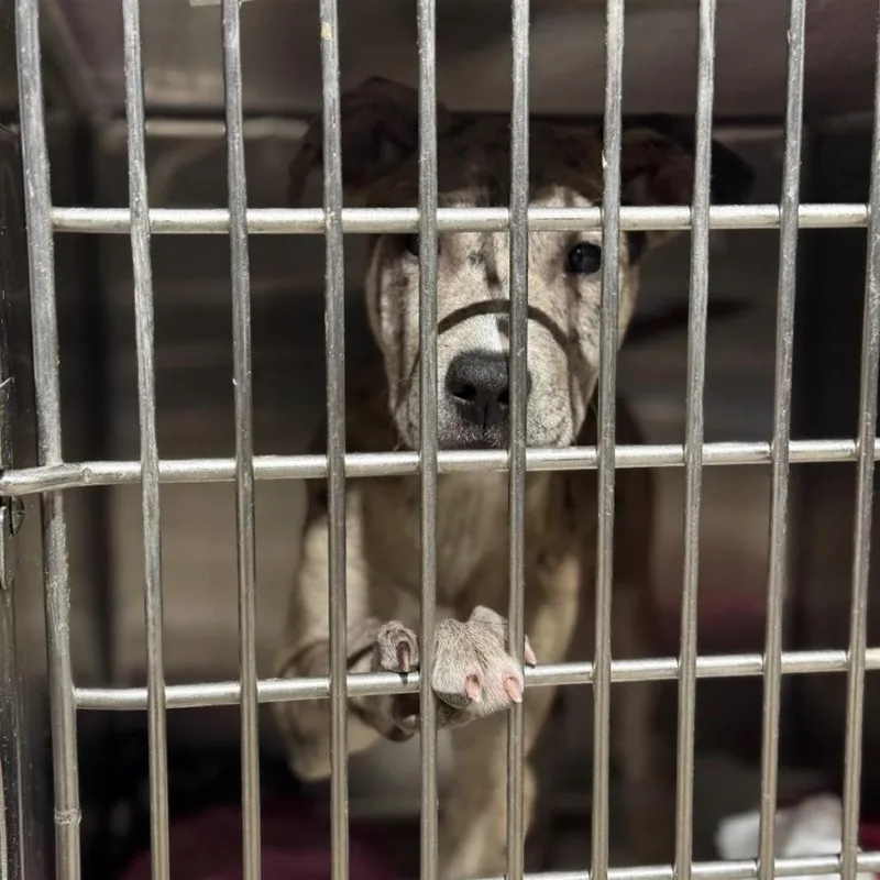 A baby small-sized female Apricot / Beige Mixed Breed dog named Mocha for adoption in Buffalo, MN