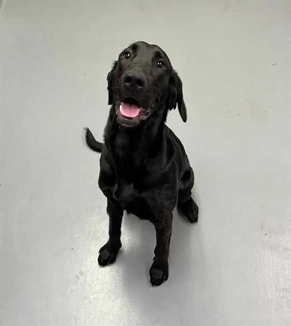 A young medium-sized female Black Labrador Retriever dog named Bunny for adoption in Phoenix, OR