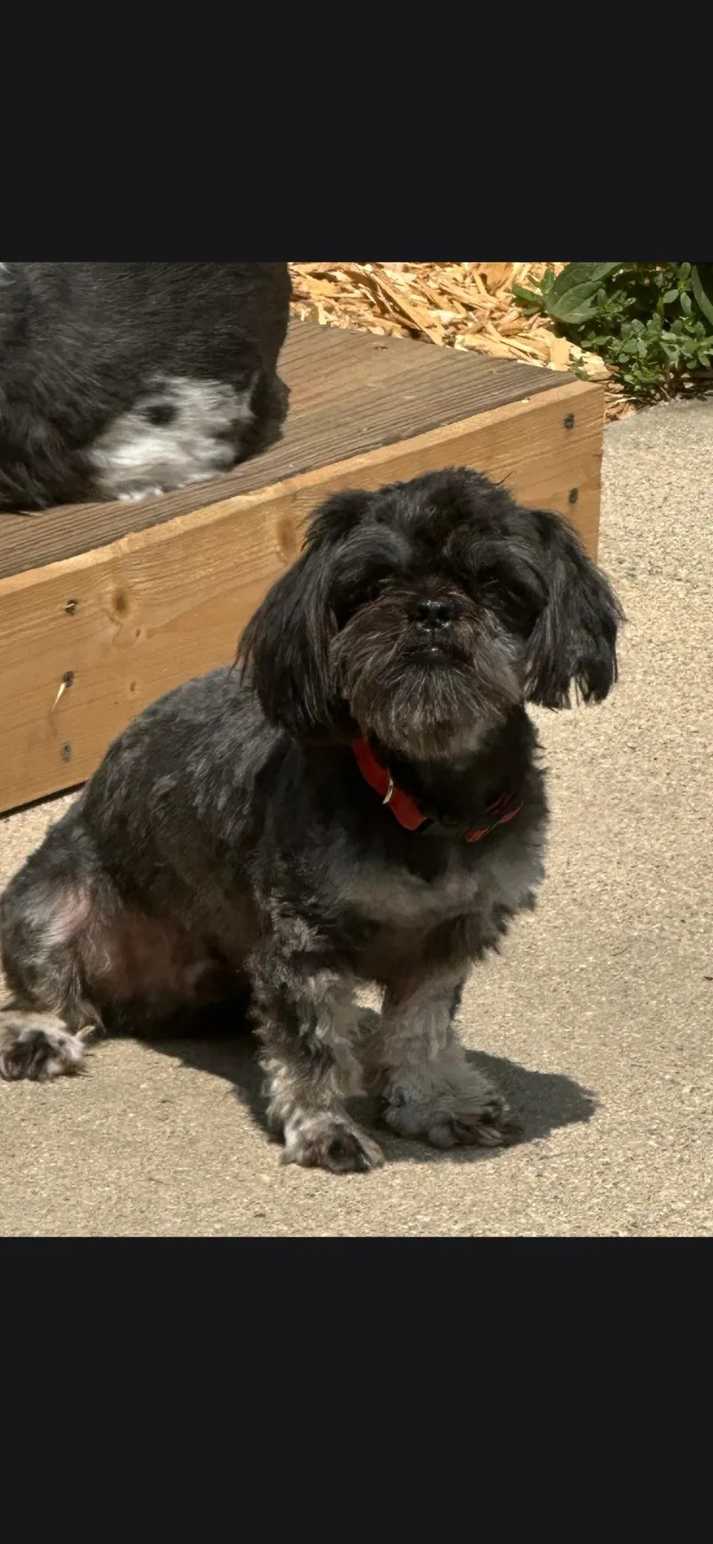 An adult small-sized male Shih Tzu dog named Carlos for adoption in merrillville, IN
