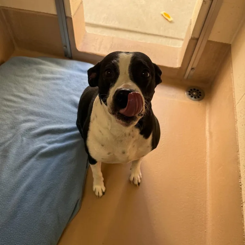 A senior large-sized male Black Pit Bull Terrier dog named Groot for adoption in Reno, NV
