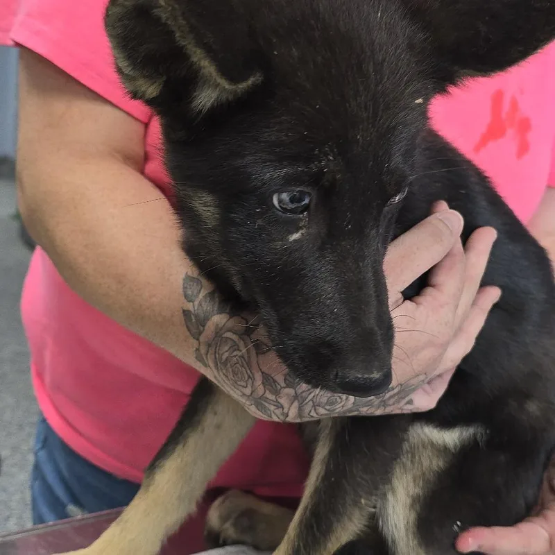A baby small-sized female Black Shepherd dog named Platinum for adoption in Yanceyville, NC