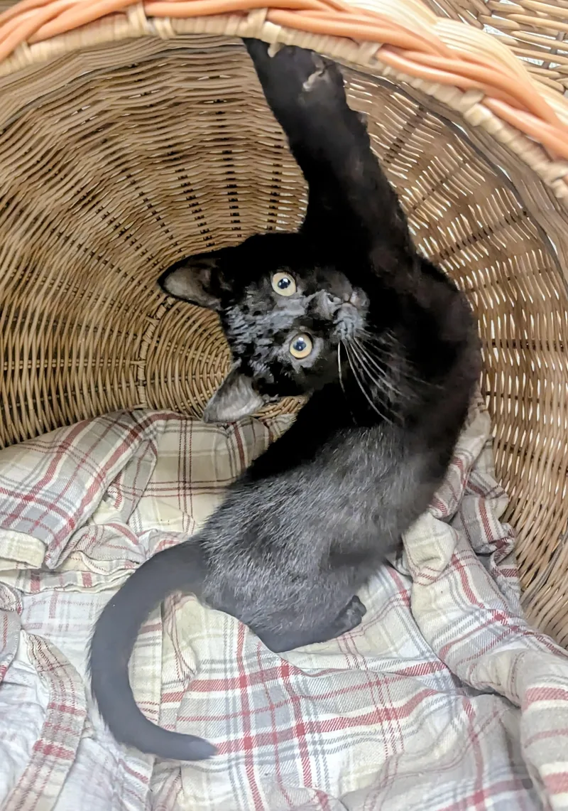 A baby large-sized male Black Domestic Short Hair cat named Giggles for adoption in Springfield, IL