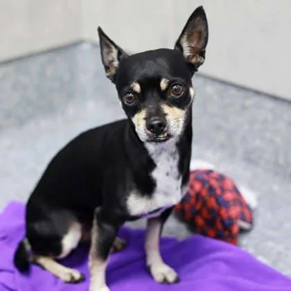 An adult small-sized male Black Chihuahua dog named Garth for adoption in Atlanta, GA