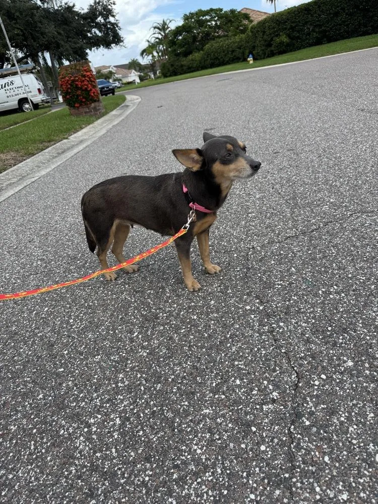 A young small-sized female Chihuahua dog named Emma for adoption in St. Petersburg, FL