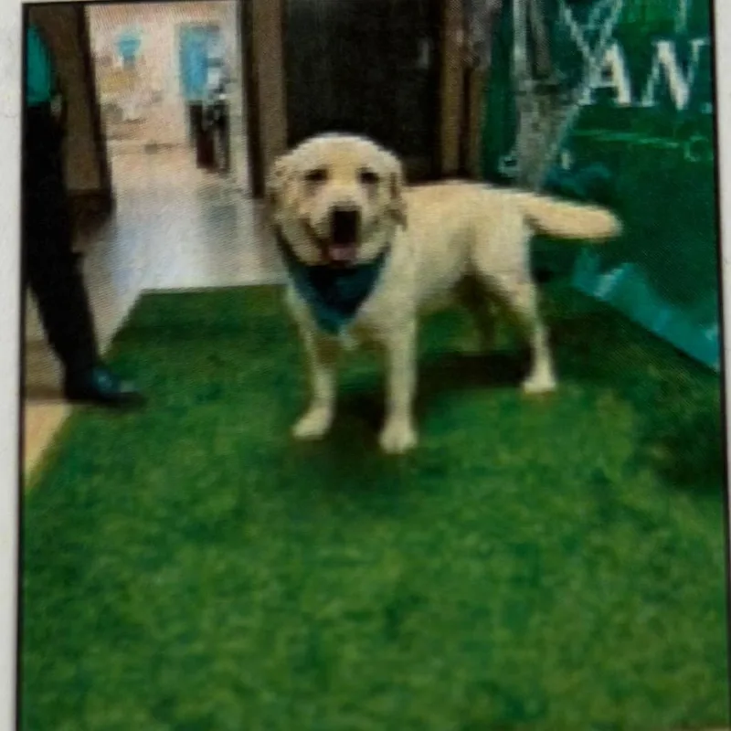 An adult large-sized male Yellow / Tan / Blond / Fawn Labrador Retriever dog named Emmett for adoption in Pacifica, CA