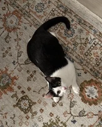 An adult medium-sized female Black & White / Tuxedo Domestic Short Hair cat named Gigi for adoption in San Francisco, CA