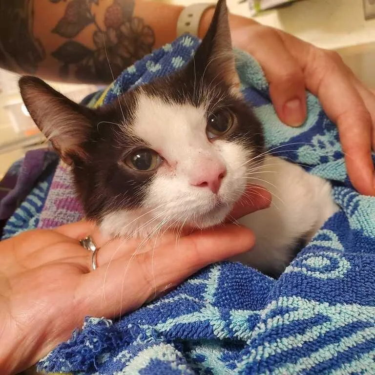 A baby small-sized male Black Domestic Short Hair cat named Miller for adoption in Asheville, NC