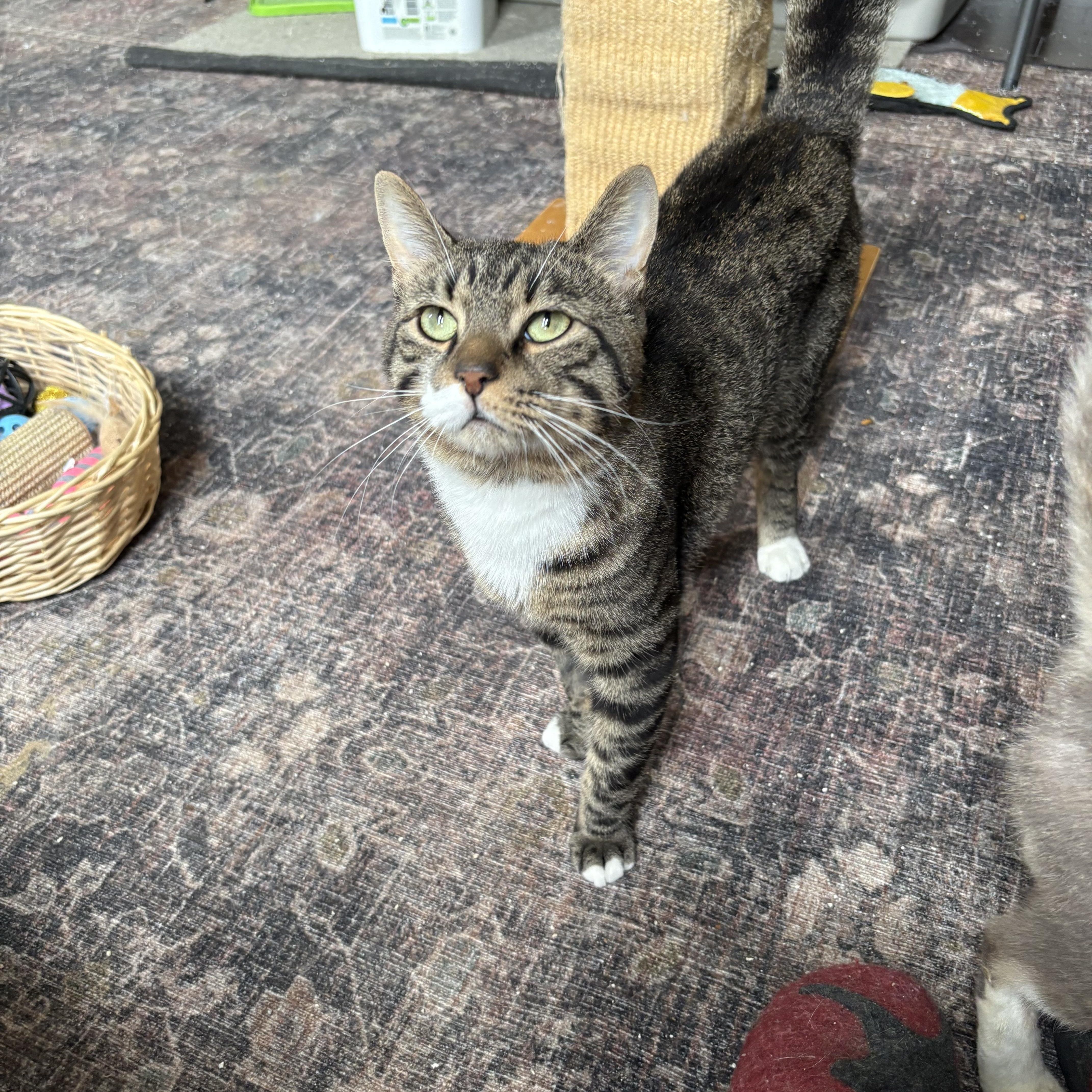 An adult medium-sized male Tabby (Brown / Chocolate) Domestic Short Hair cat named Rockford for adoption in Warminster, PA