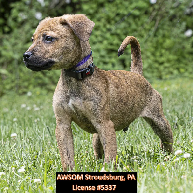 A baby medium-sized female Brindle Hound dog named Luigi for adoption in Stroudsburg, PA