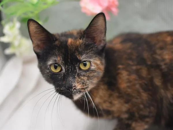 A young medium-sized female Domestic Short Hair cat named Bri for adoption in Portland, OR
