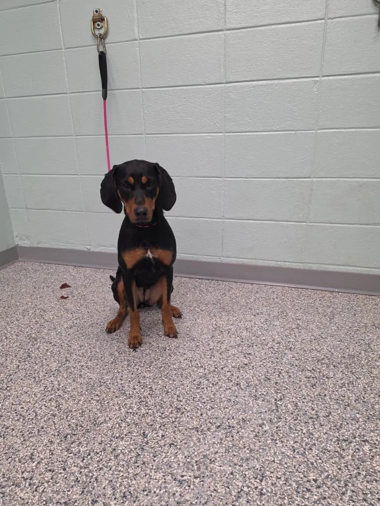 A young medium-sized female Terrier dog named Arty for adoption in Athens, TN