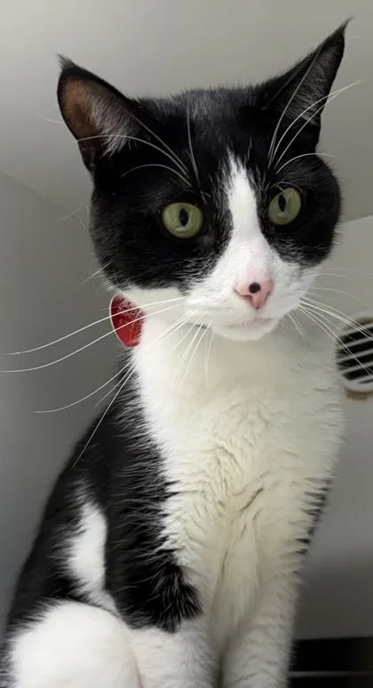 An adult medium-sized male Black Domestic Short Hair cat named Hades for adoption in Stanwood, WA