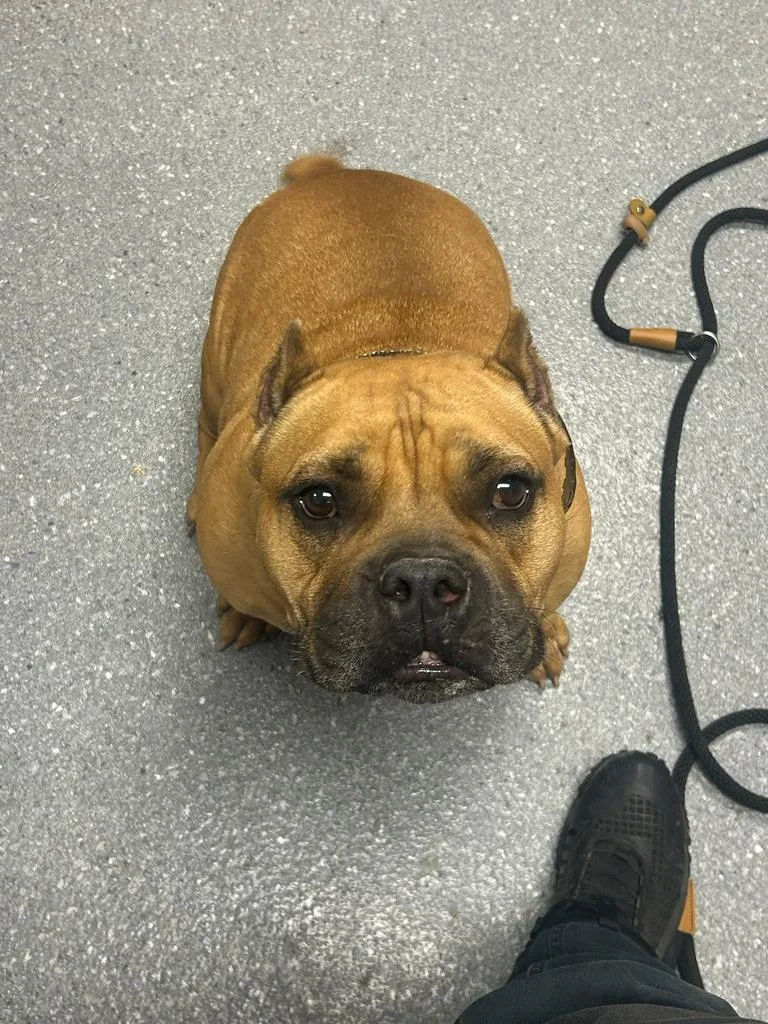 An adult large-sized female Pit Bull Terrier dog named Honey Bun for adoption in Greenfield, IN