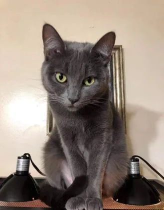 Bella